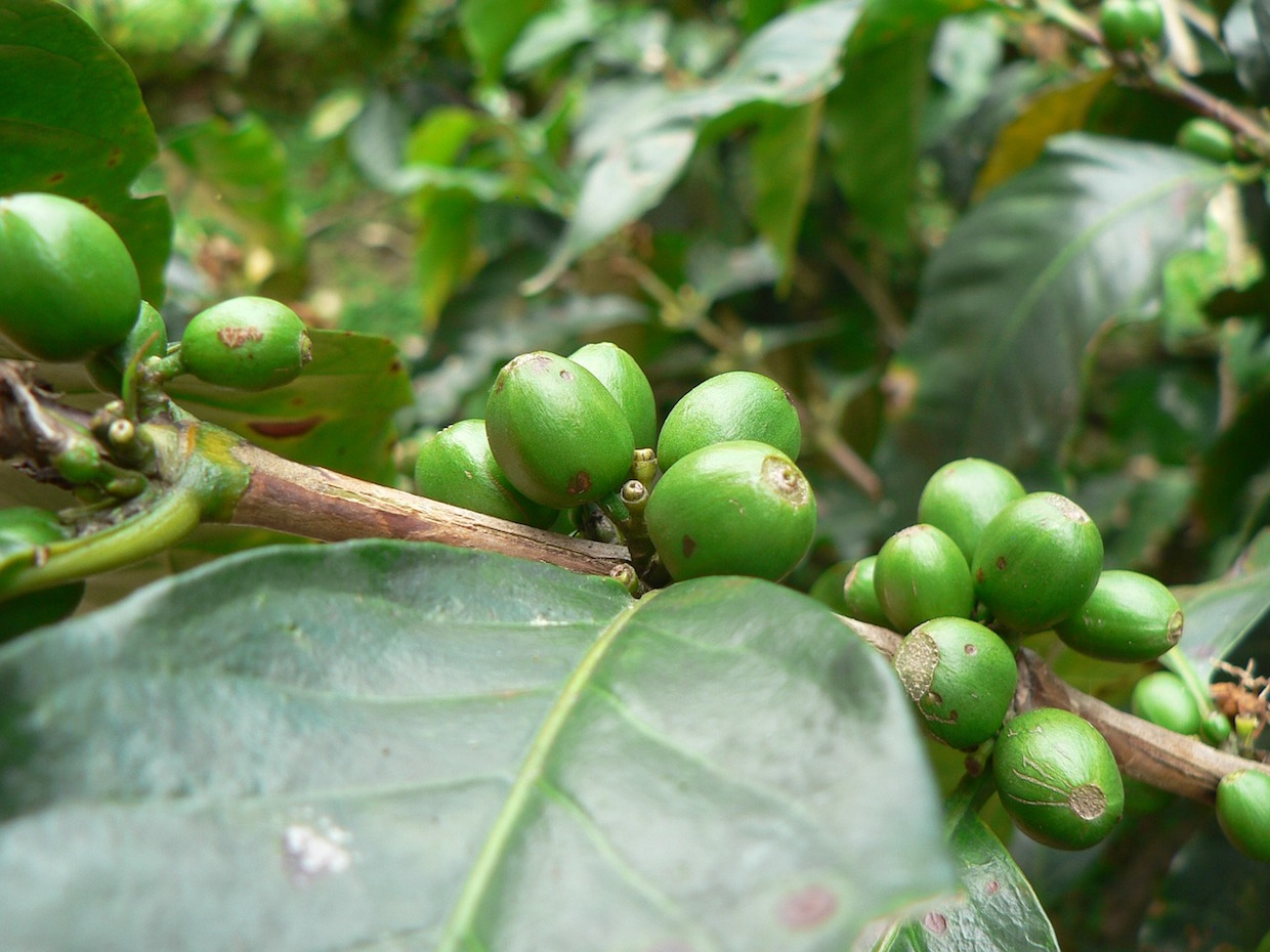 Importer Cooperative Coffees is Raising the Floor Price for Certified Coffees to $2.20/lb
