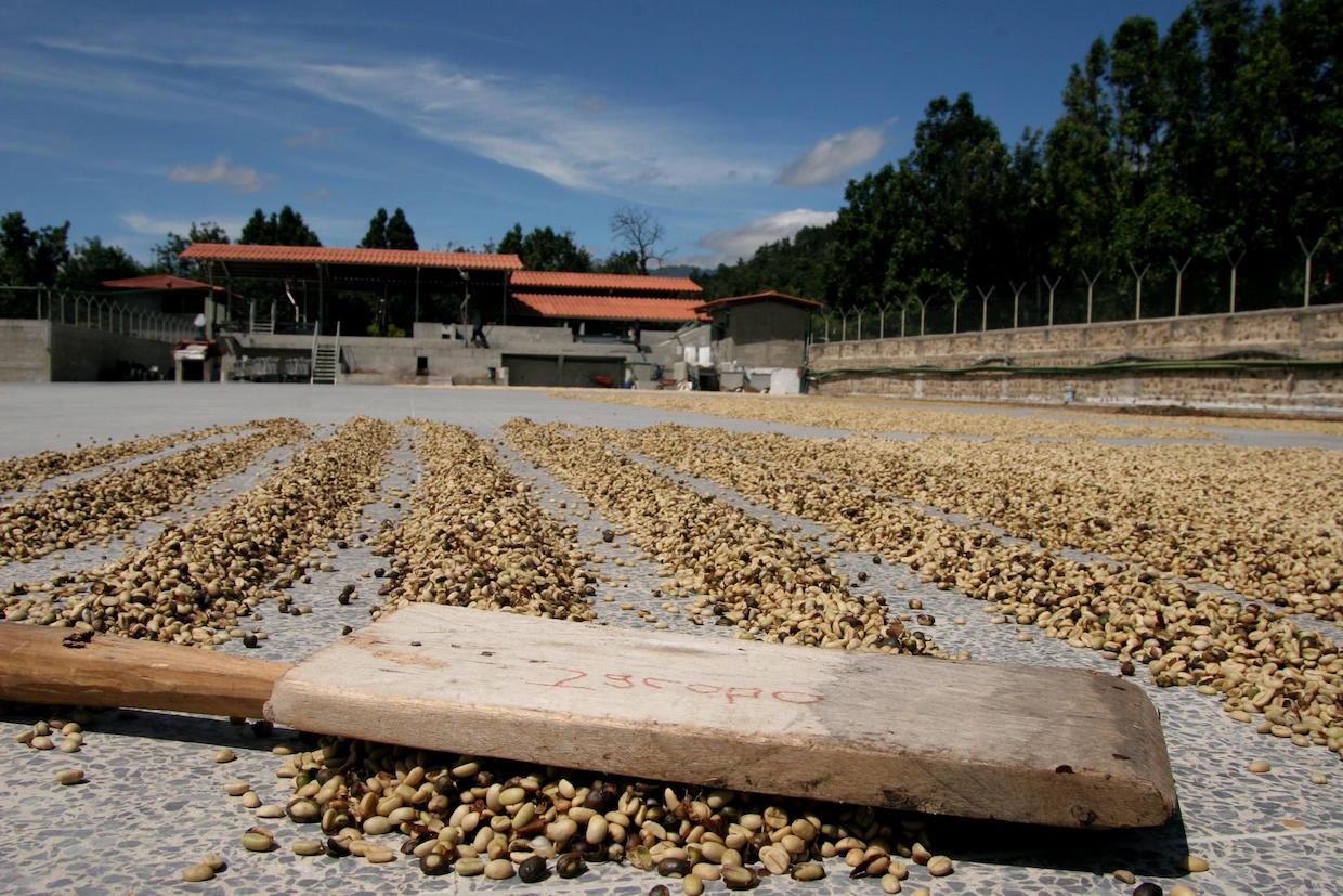 Low Prices and Rising Costs Threaten the Guatemala Coffee Sector
