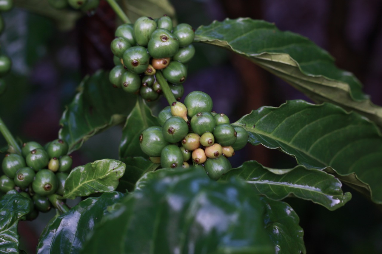 Ranking Certifications: German Rersearchers Create VSS Index for Coffee