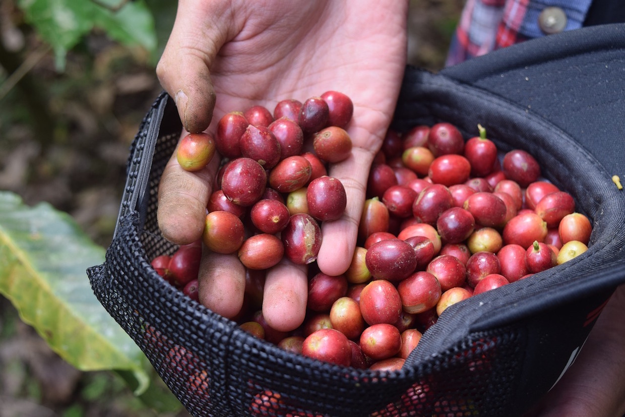 Can Smallholder Coffee Farming be Sustainable? German Vineyards Might Have Some Answers