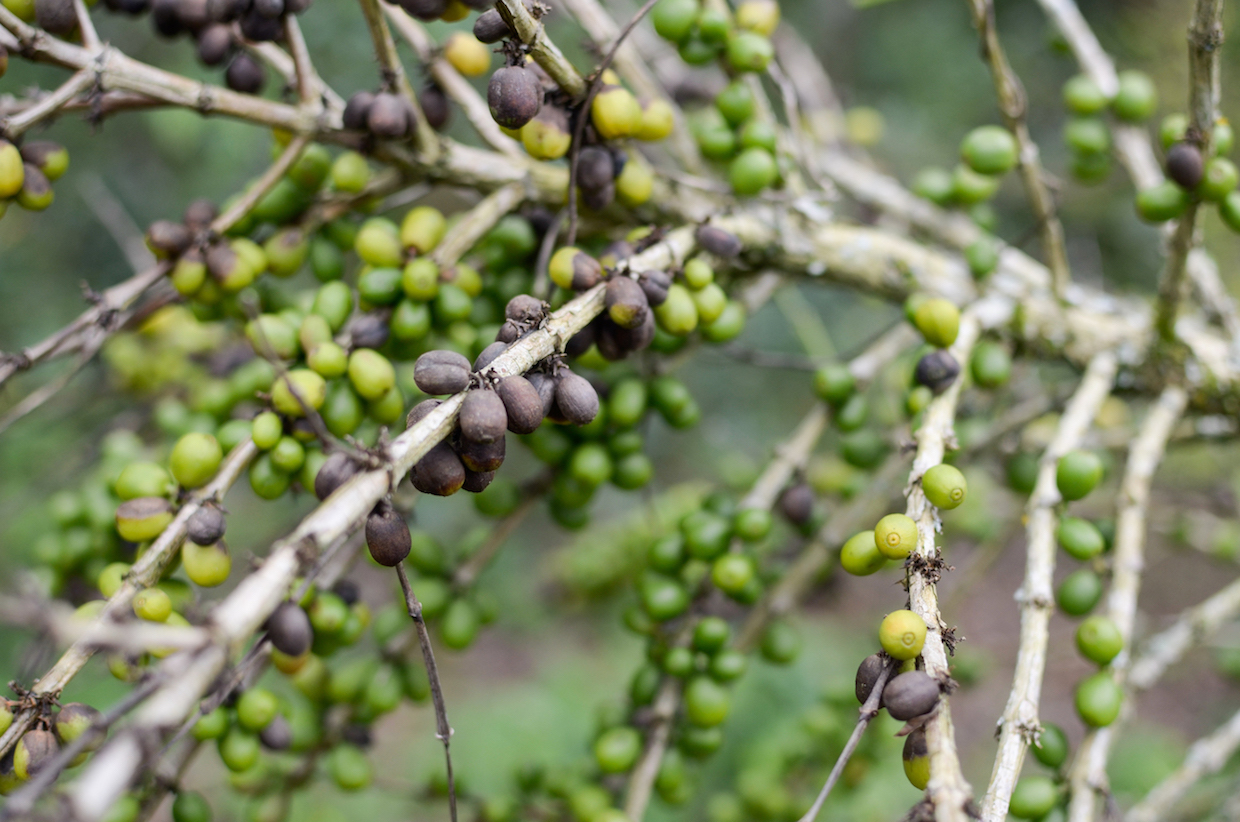 Coffee is Rapidly Losing Its Resistance to Rust, Says WCR Science Director