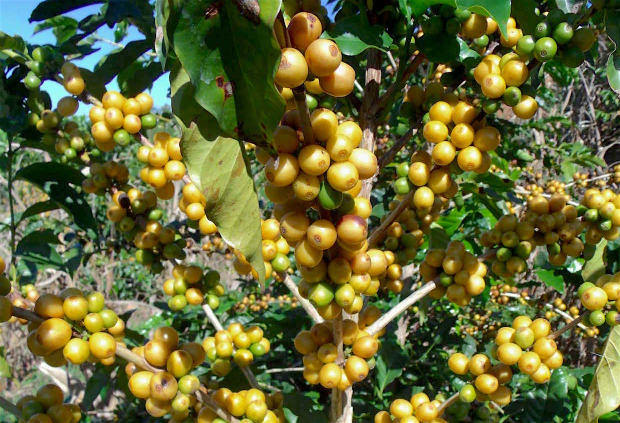 The Fascinating History and Renewal of Brazil’s Yellow Bourbon