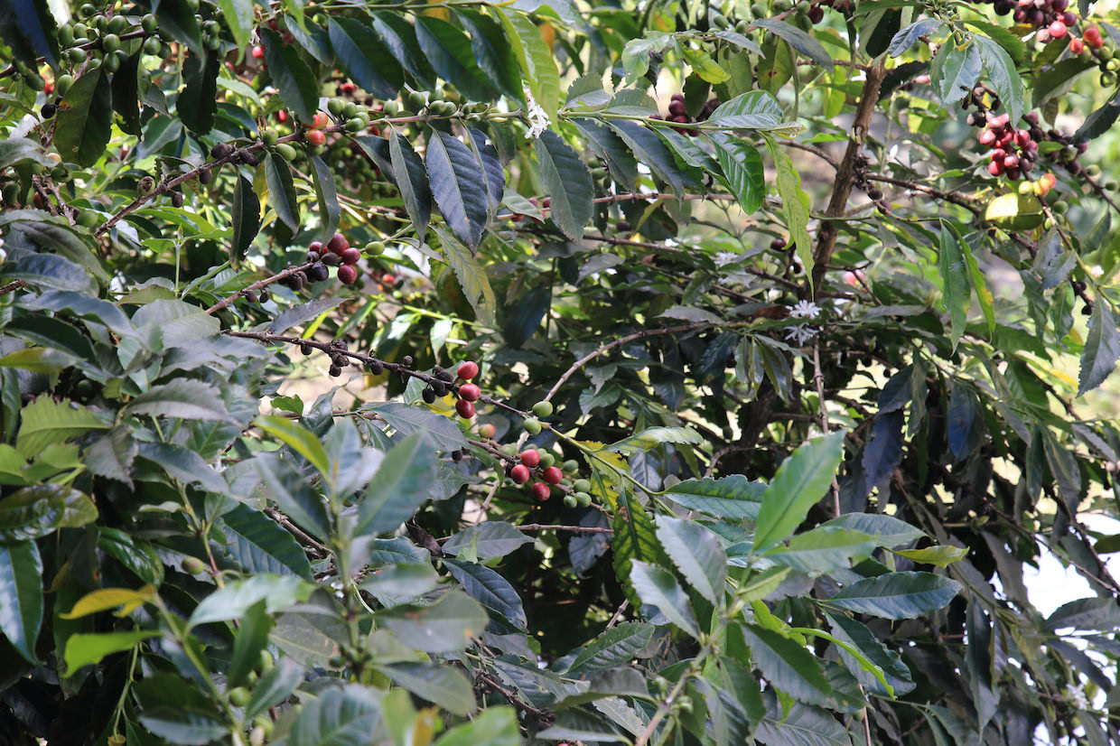 Peru’s Efforts to Boost Coffee Sector Stifled by High Costs, Low Prices