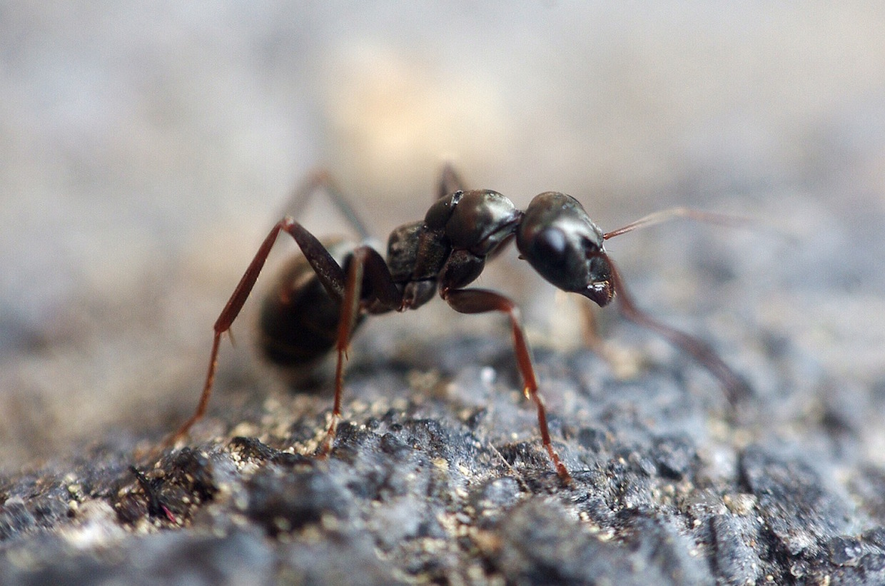 The Extraction Gets Sweeter Through Ant Processing
