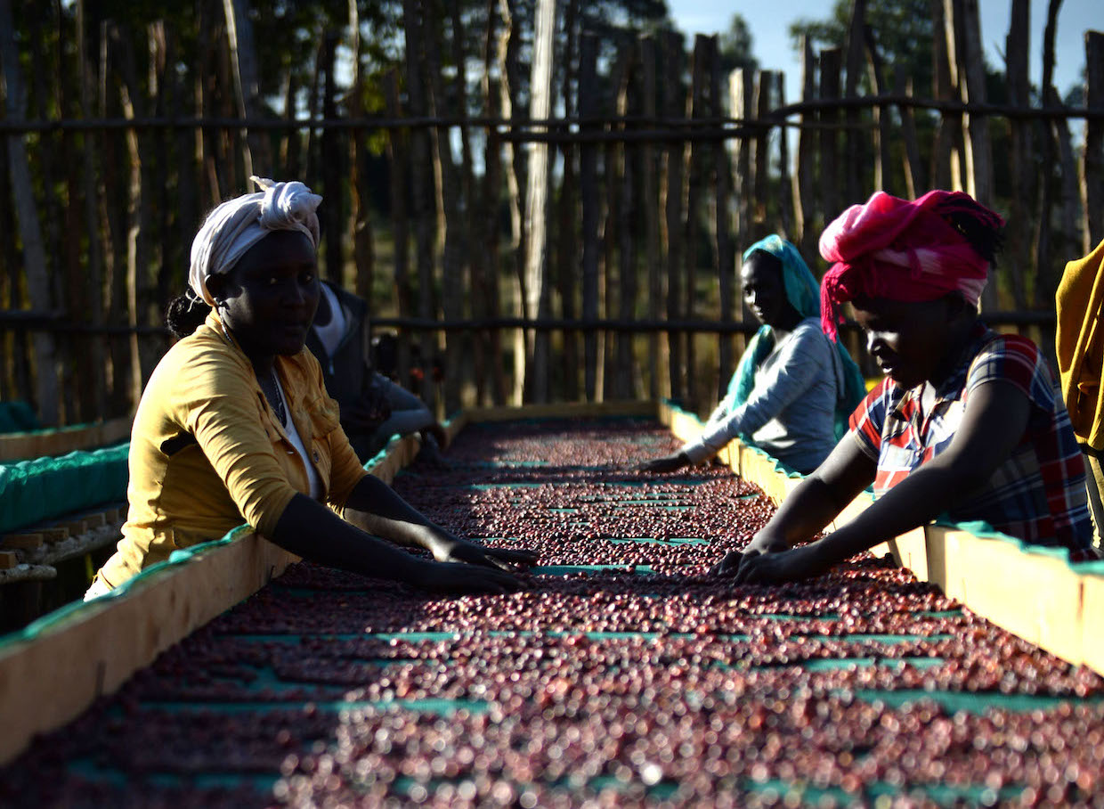 Ethiopia and the European Union Launch $16.5 Million Coffee Project