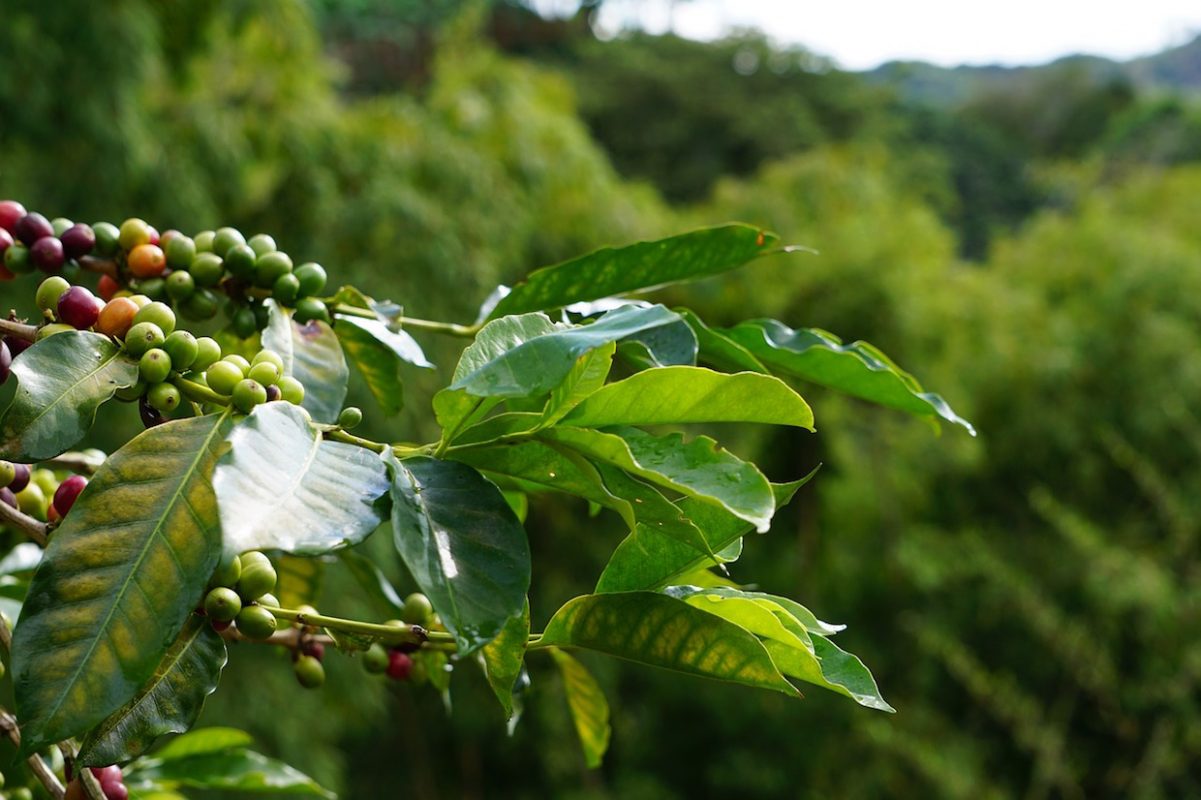 coffee_tree.jpg | Fun Facts Of Life