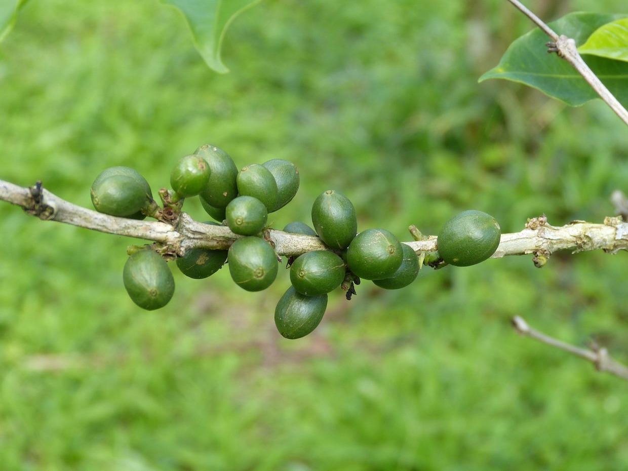 Olam Coffee Chief Calls for Coffee Price Stabilization Fund