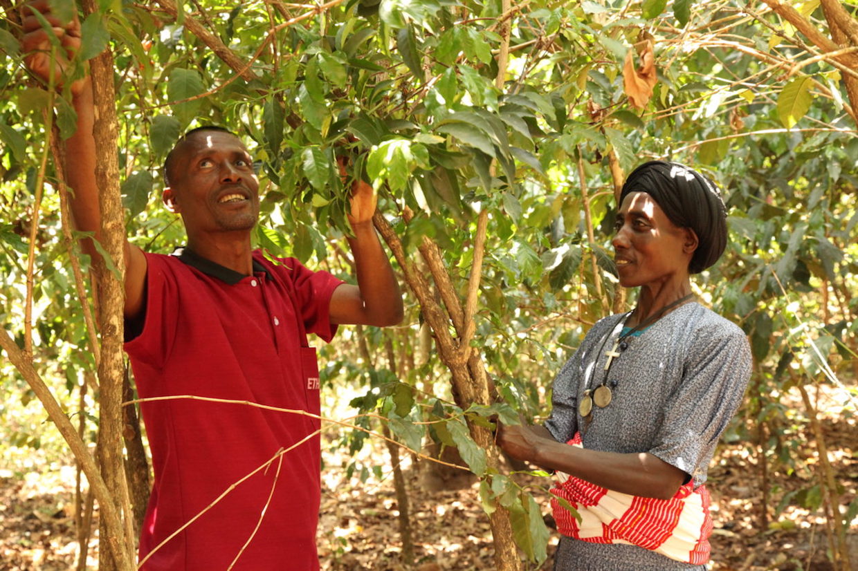 Pre-Competitive International Coffee Partners Launches Ethiopia Project
