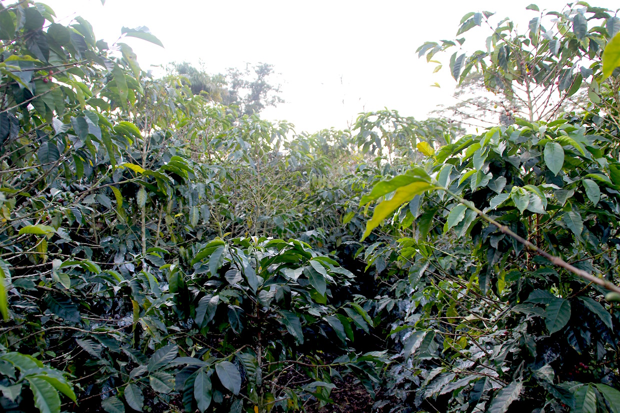 Prueba genética revela la verdadera naturaleza de las variedades de café
