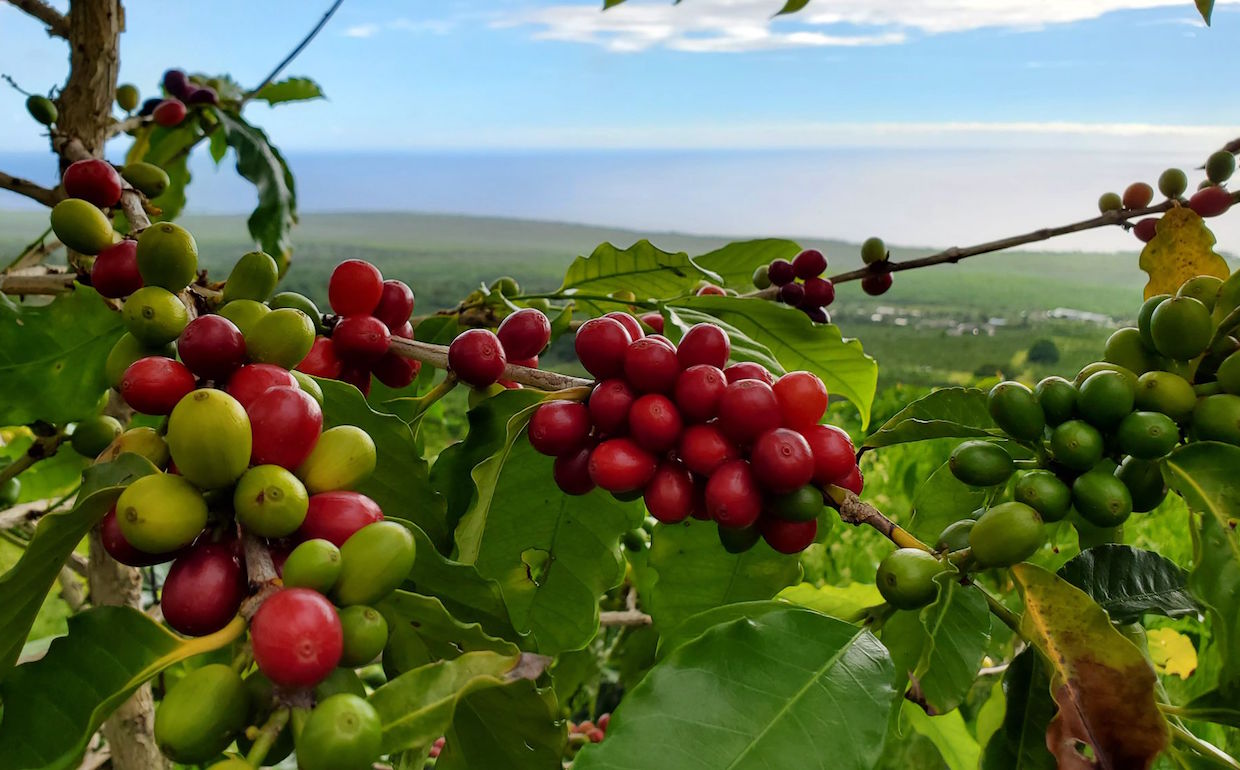 Wine Yeasts Abound Among Hawaiian-Grown ACE/Isla Auction Coffees