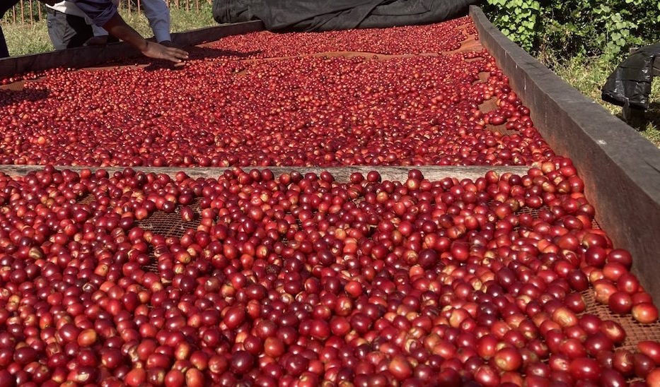 Top Lot Fetches $65 Per Pound at ACE/Ngorongoro Coffee Group Auction