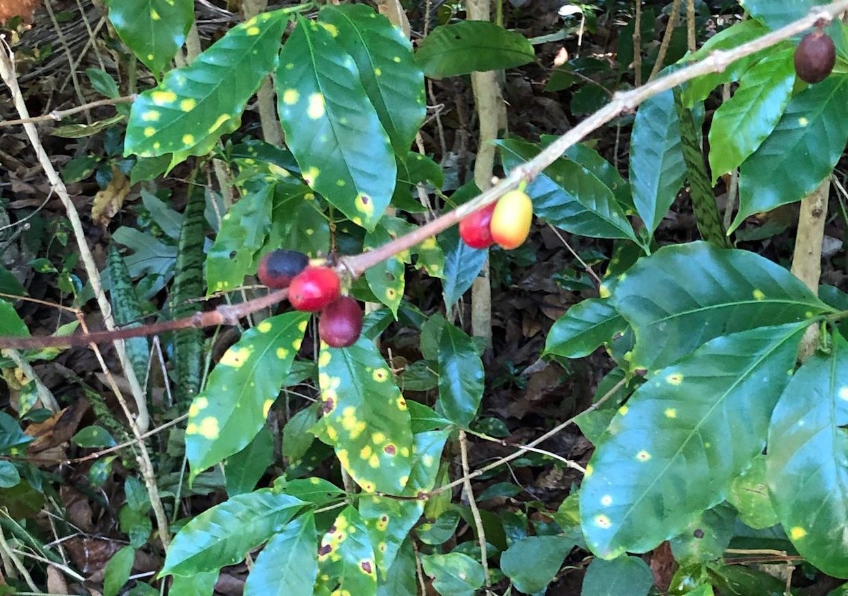 EPA Grants Emergency Exemption for Coffee Leaf Rust Fungicide in Hawaii