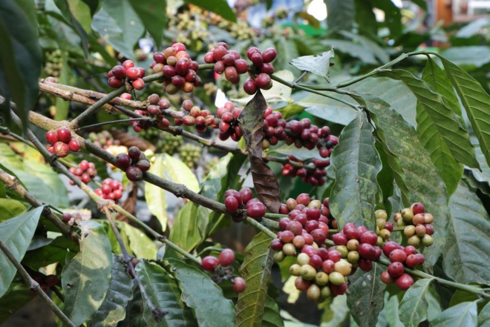 Indonesia’s Coffee Growing Regions